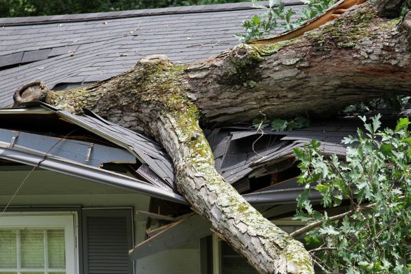 Storm Remediation in Novato